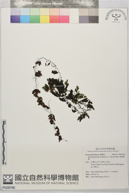 華東膜蕨藏品圖，第1張