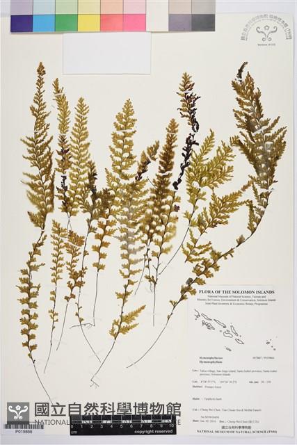 登錄號:P019866藏品圖，第1張