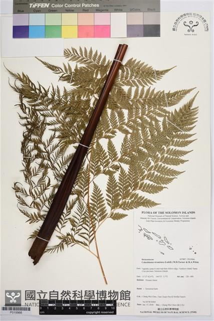 Accession Number:P019966 Collection Image