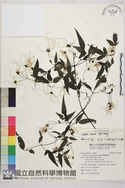 田村氏鐵線蓮藏品圖，第2張