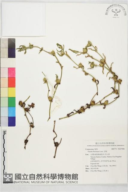 沼菊藏品圖，第1張