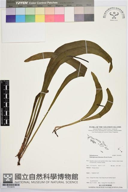 登錄號:P019976藏品圖，第1張