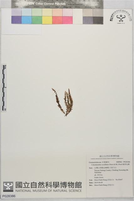 姬荷包蕨藏品圖，第1張