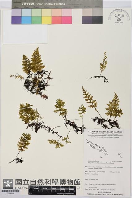 南洋假脈蕨藏品圖，第1張