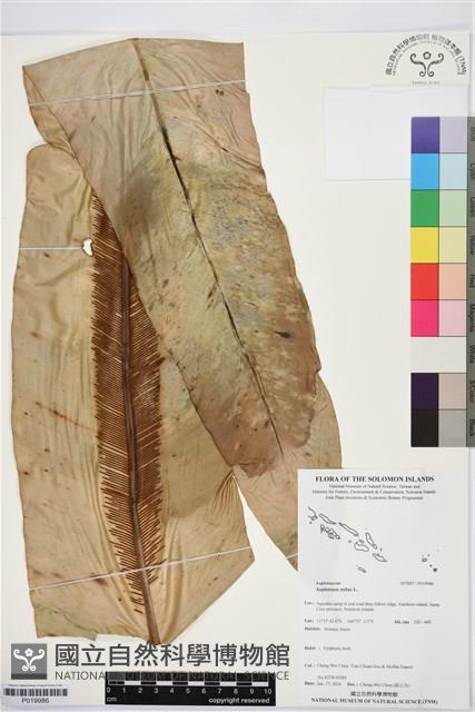 臺灣山蘇花藏品圖，第1張