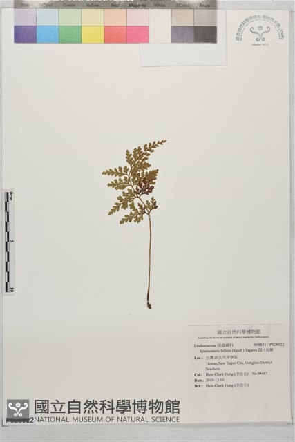 闊片烏蕨藏品圖，第1張