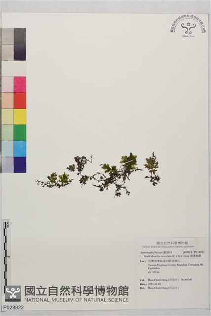 華東瓶蕨藏品圖，第1張
