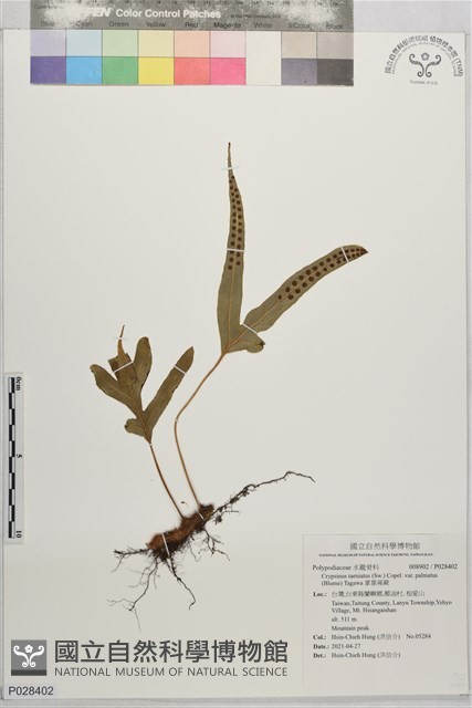 掌葉茀蕨藏品圖，第1張