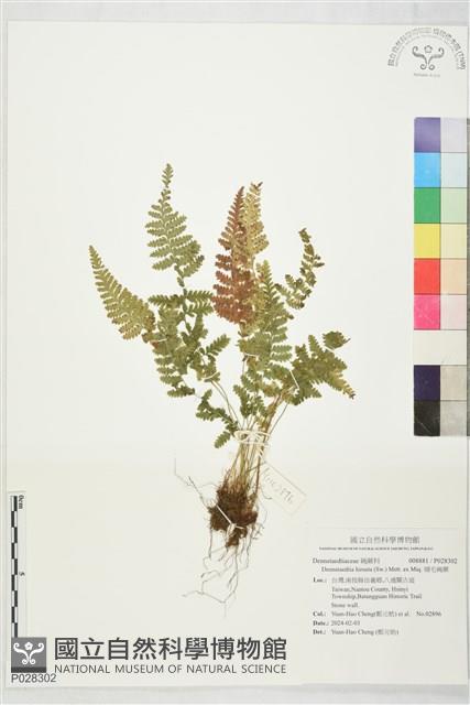 細毛碗蕨藏品圖，第1張