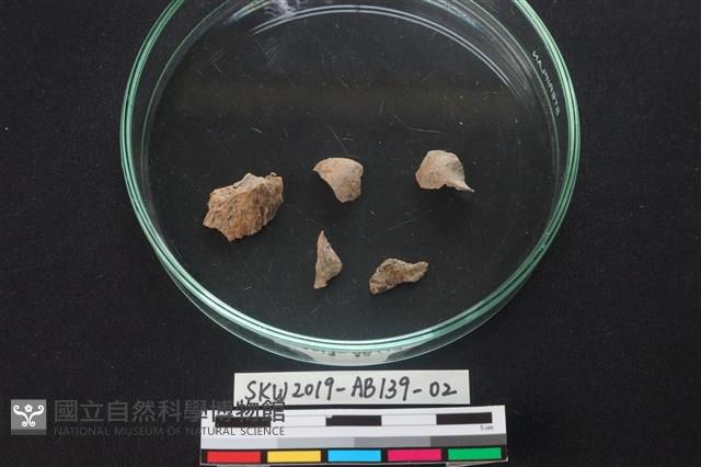 獸骨藏品圖，第1張