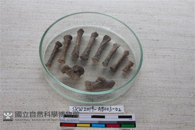 家犬藏品圖，第1張