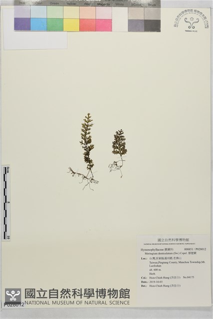 厚壁蕨藏品圖，第1張