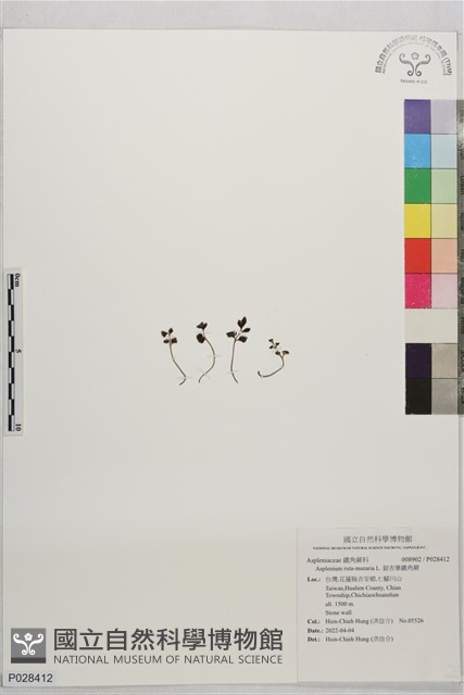 銀杏葉鐵角蕨藏品圖，第1張