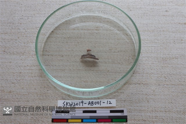 家犬藏品圖，第1張
