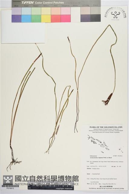莎草蕨藏品圖，第1張