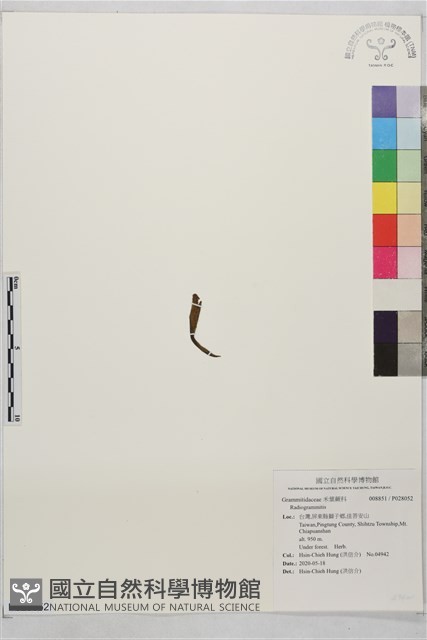 登錄號:P028052藏品圖，第1張