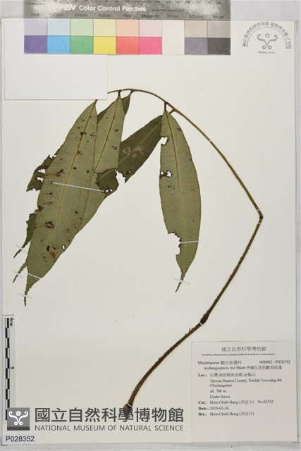 伊藤氏原始觀音座蓮藏品圖，第1張