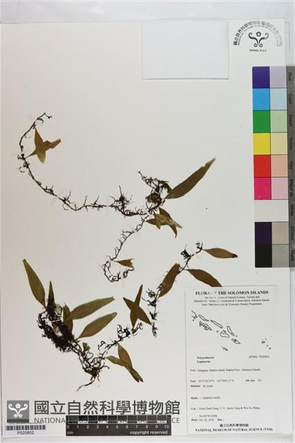 登錄號:P020852藏品圖，第1張