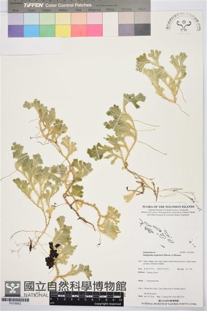 登錄號:P019952藏品圖，第1張