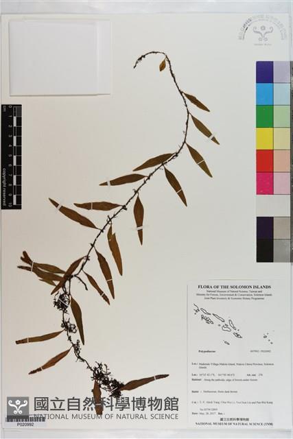 登錄號:P020992藏品圖，第1張