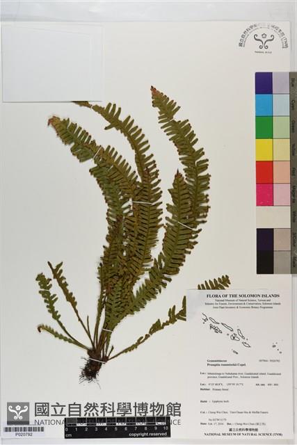 登錄號:P020792藏品圖，第1張