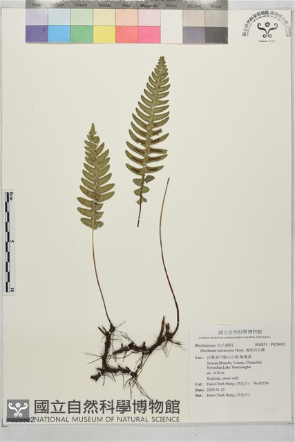 雉尾烏毛蕨藏品圖，第1張