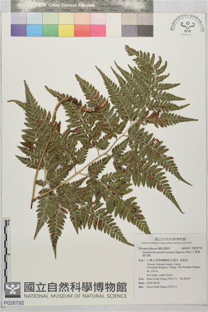 小葉複葉耳蕨藏品圖，第1張