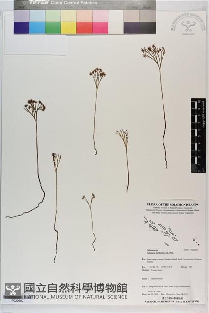 分枝莎草蕨藏品圖，第1張