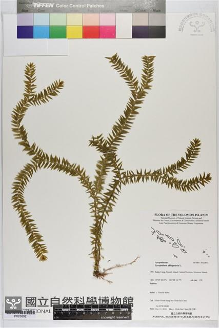 垂枝石松藏品圖，第1張