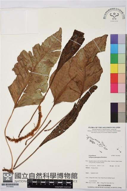 登錄號:P019992藏品圖，第1張