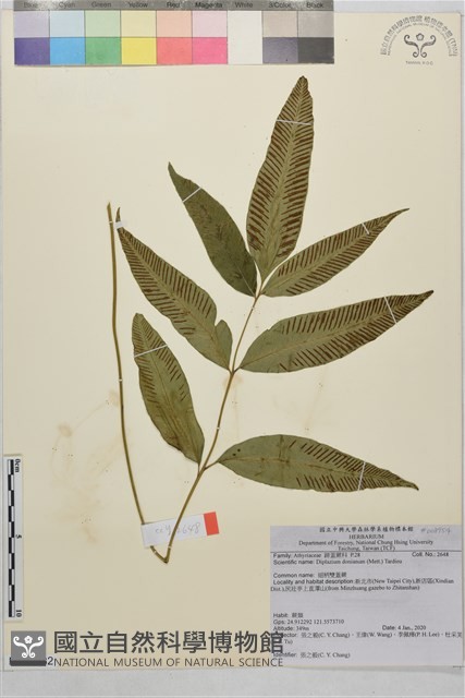 細柄雙蓋蕨藏品圖，第1張