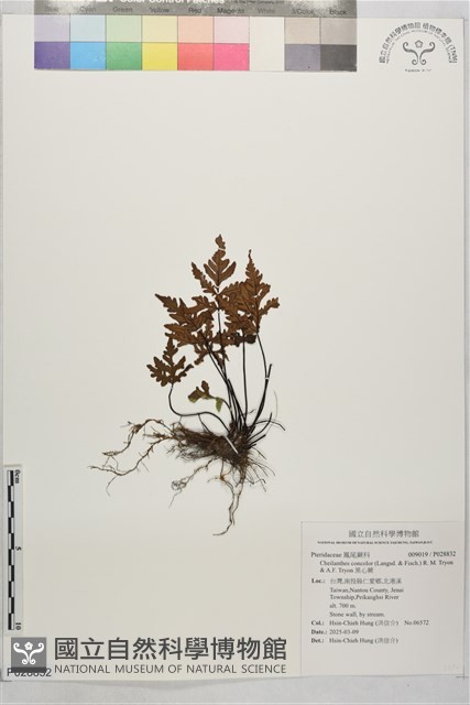 黑心蕨藏品圖，第1張