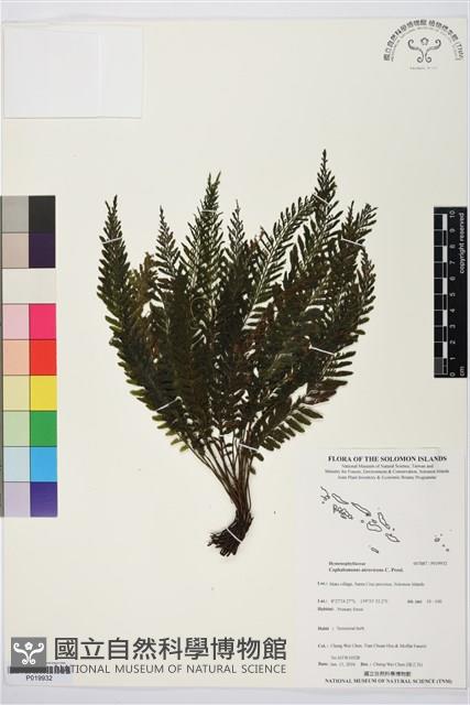 登錄號:P019932藏品圖，第1張