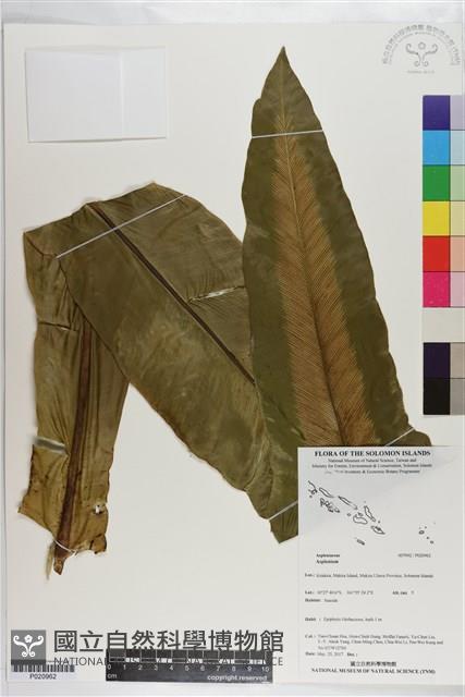 登錄號:P020962藏品圖，第1張