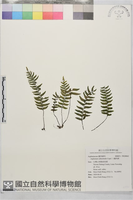 小鐵角蕨藏品圖，第1張