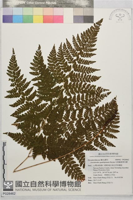 毛孢擬複葉耳蕨藏品圖，第1張