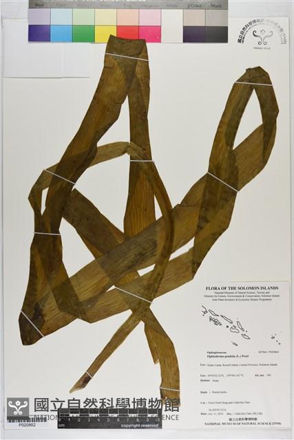 帶狀瓶爾小草藏品圖，第1張