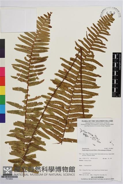 毛葉腎蕨藏品圖，第1張