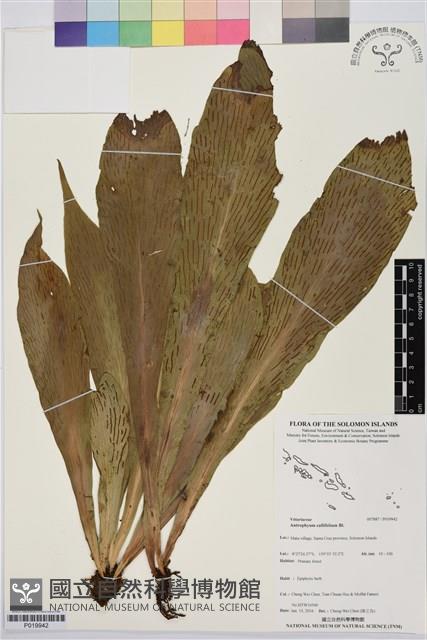 水芋葉車前、美葉車前蕨藏品圖，第1張