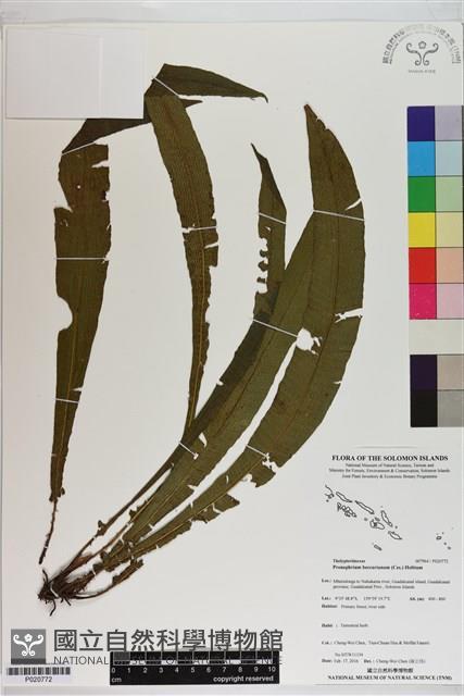 登錄號:P020772藏品圖，第1張
