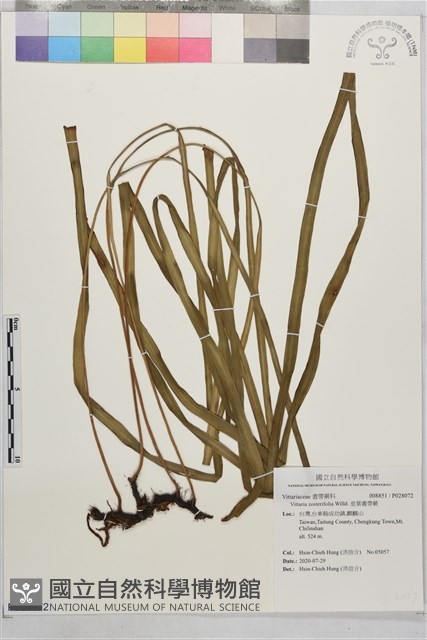 垂葉書帶蕨藏品圖，第1張
