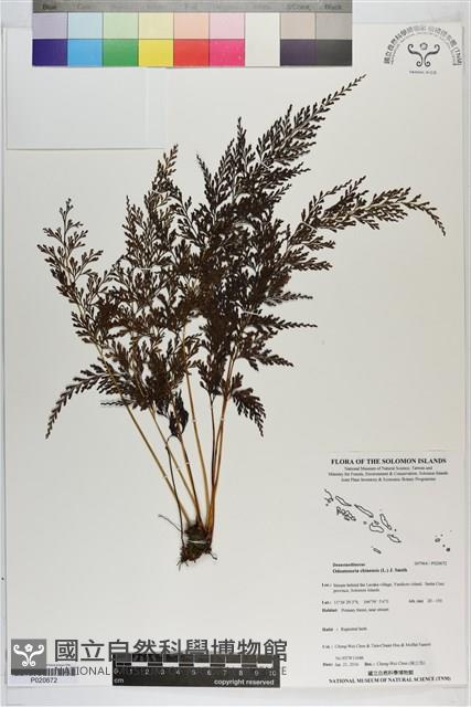 烏蕨藏品圖，第1張