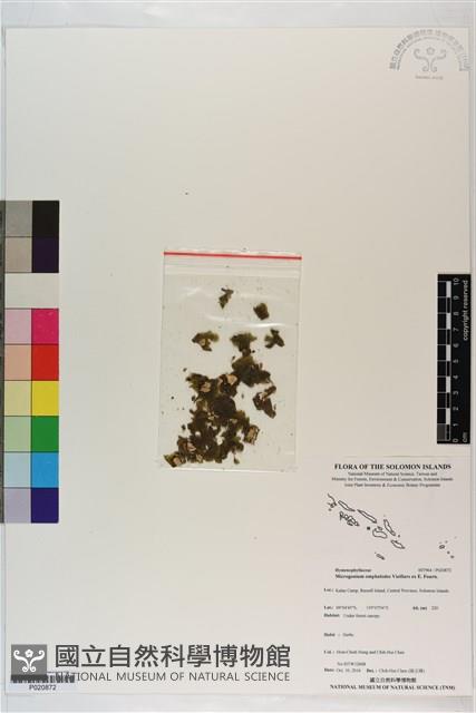 盾形單葉假脈蕨藏品圖，第1張