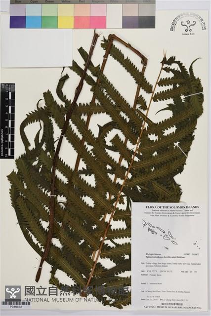 登錄號:P019872藏品圖，第1張