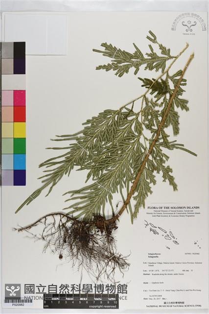 登錄號:P020982藏品圖，第1張