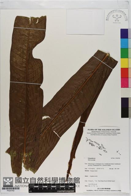 登錄號:P020782藏品圖，第1張