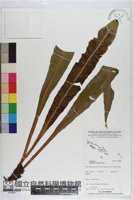 大黑柄鐵角蕨藏品圖，第1張