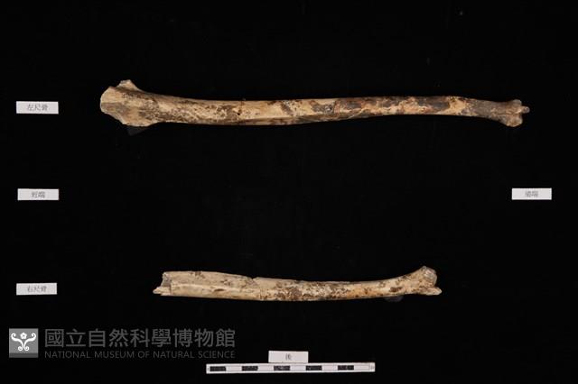 人骨藏品圖，第1張