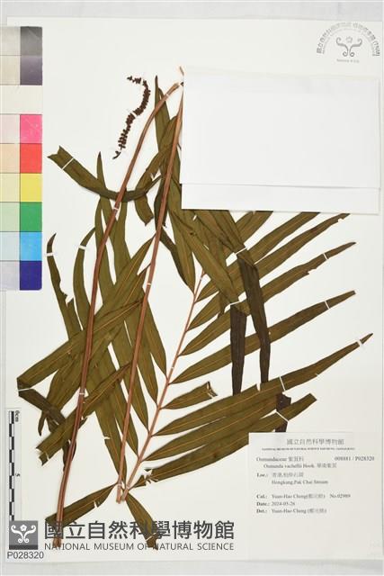 華南紫萁藏品圖，第1張