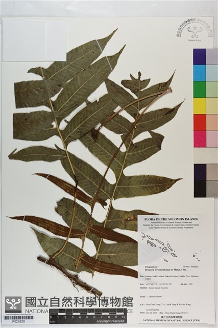 槲蕨藏品圖，第1張